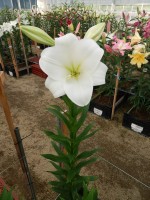 [5685 ST LO-08415144-121 No01.JPG]